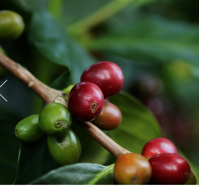Orgánico Chiapas 400gr