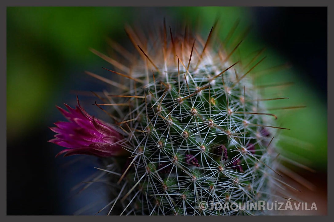 CACTUS FLOREANDO